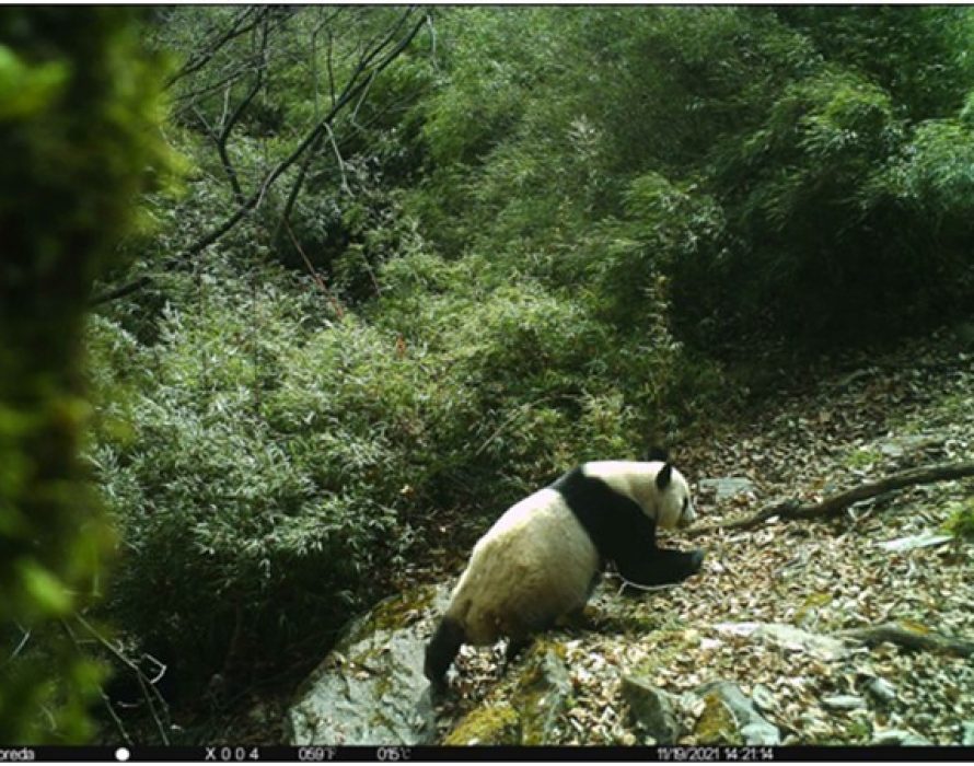 CRI Online: Wild Giant Pandas in Sichuan Photographed 15 Times in 44 Days