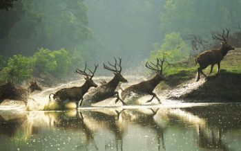 Dafeng Milu Deer Photograph Selected into The Convention on Biological Diversity Photographic Exhibition