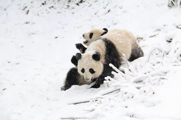 Giant pandas in Daxiangling Releasing Base