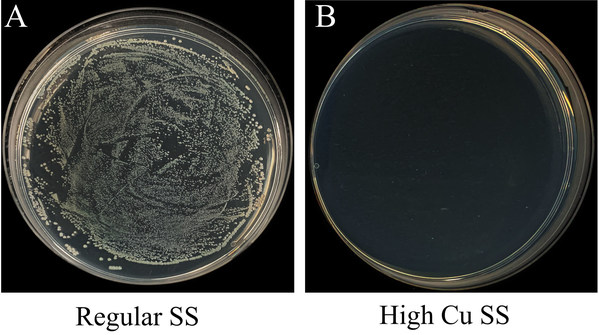 Fig. 3: Photos of typical bacterial colonies on A) regular SS and B) the high Cu SS (20 wt%)