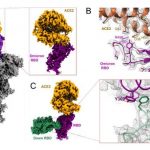Breakthrough Discoveries on Novel Features of Omicron Variant and An Anti-Omicron Antibody JMB2002