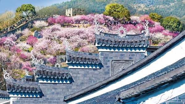 Blossoming plum at the south Great Wall of Taizhou ancient city Blossoming plum at the south Great Wall of Taizhou ancient city