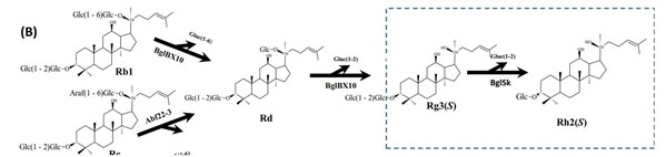 Under development of ginsenoside Rh2(s) mass production technology