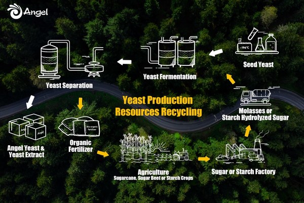 Angel Yeast recycles the organic matter in the yeast fermentation wastewater to produce fertilizer for crops, paving the way for building a circular supply chain.