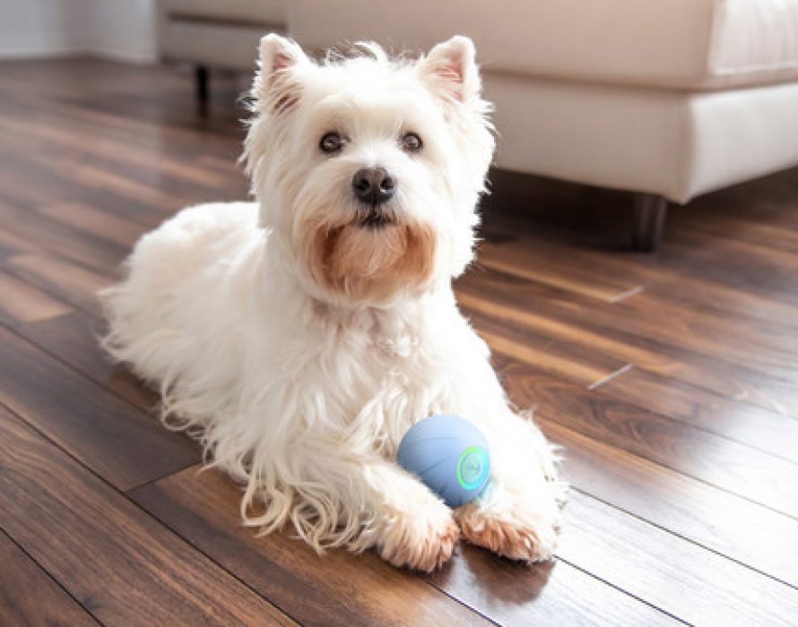 Cheerble Introduces its latest wicked series pet toy – Wicked Ball SE