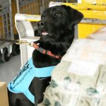 Multiple Arrests Made on Suspicion of Importing Livestock Products into Japan by International Parcels