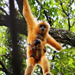 Welcome to Changjiang: the Attraction of China’s Kapok Town Extends across Seasons