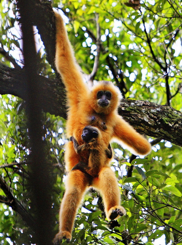 The Hainan gibbon The Hainan gibbon