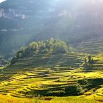 Public Welfare Projects Boost Rural Revitalization in Chongqing