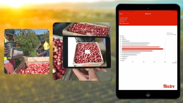 Extremely high tech, but so very easy to use. Hectre’s Spectre for Apples app detects and sizes apples straight off a photo on an iPad, in the field or in the packhouse, with results served up in seconds. Early fruit sizing has never been simpler.