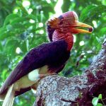 GOF8 foils attempt to smuggle in 541 wild birds