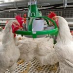 Subsidy payment applications for chicken breeders simplified