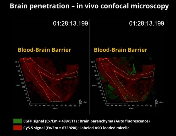 BBB penetration in vivo confocal microscopy clip