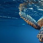 ONE°15 Marina pushes ocean conservation with inaugural Blue Water EduFest in Singapore