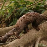Fear of Sunda pangolin becoming extinct due to poaching