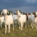 MAFI suspends permit fees for livestock feed imports