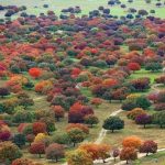 “Hinggan League – Acer mono” Cup World Savanna Photography Exhibition Commenced in Beijing