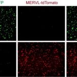 Scientists take the first step to master an all-powerful cell type in the beginning of life
