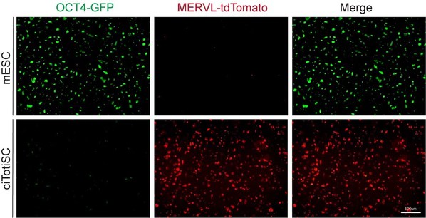 Chemically induced ciTotiSC from mESC (OCT4-green fluorescence-labeled pluripotent stem cells and MERVL-red fluorescence-labeled totipotent stem cells)