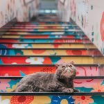 “Market the Cat” in Tux Walks Down Furry Friends’ Snug Hideaway in Tai Wo