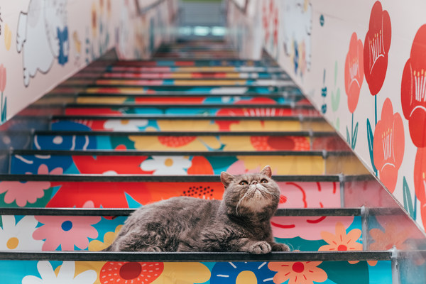 In his first collaboration with Tai Wo Plaza, “Market the Cat” from Taiwan is giving the scenes of Tai Po a cosy edge in the “Downshifting@ Tai Po – a Stroll with Market the Cat” series.