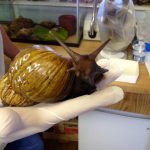 Florida county under quarantine due to giant African land snails