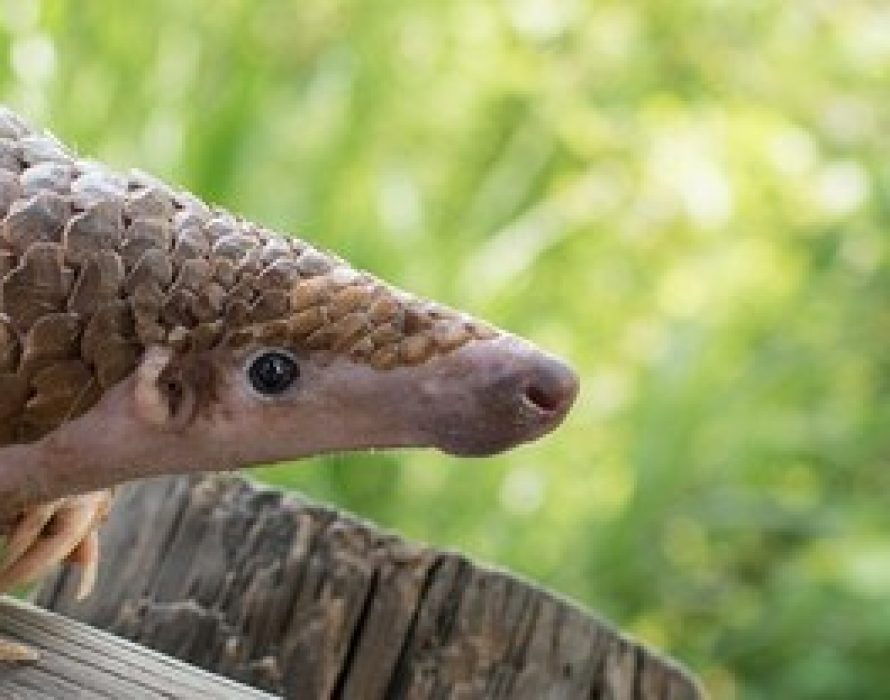 Video technology from Hikvision aids endangered pangolin populations