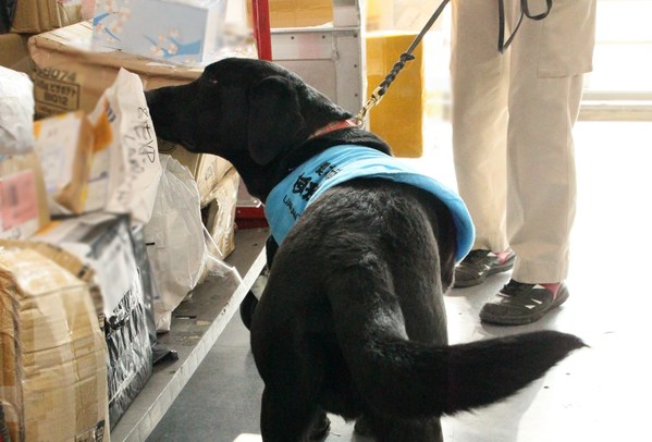 Quarantine detector dogs identify meat products by sniffing mail.