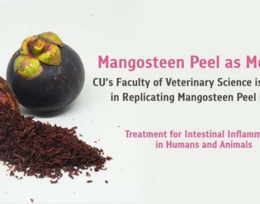 Mangosteen Peel as Medicine – CU’s Faculty of Veterinary Science is Successful in Replicating Mangosteen Peel Extract, Treatment for Intestinal Inflammation in Humans and Animals