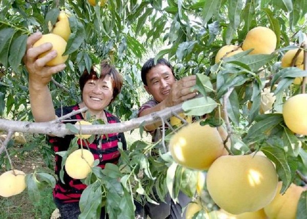 Photo shows that two farmers harvest Mengyin peaches in Mengyin County, Shandong province. [Photo provided to Xinhua Silk Road]