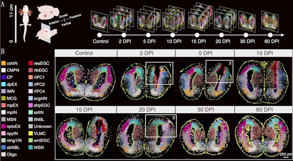 A single-cell resolution spatiotemporal atlas of the axolotl brain telencephalon regeneration.
