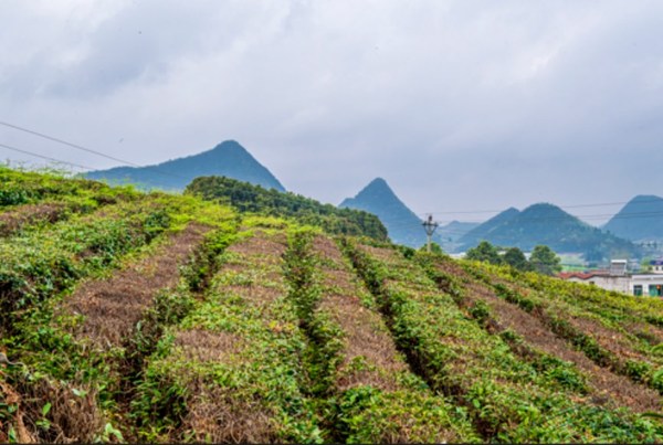 The spring tea harvest season on Pingba farm in Guian New Area of Guiyang