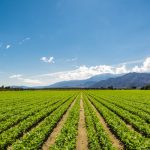 Growth of Sustainable Farming Practices Drives the Agricultural Biologicals Market