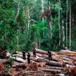 Kenyir Lake: Terengganu Forestry Dept temporarily halts logging activities
