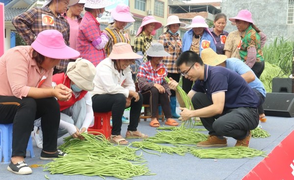 Photo shows the scene of the bean picking and tying competition during the celebrations for the Chinese farmers' harvest festival in Xingbin, a district in Laibin City of South China's Guangxi Zhuang Autonomous Region. (Meng Wei)