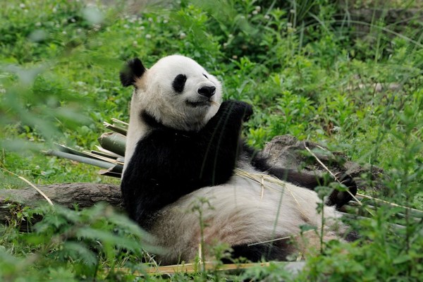 A habitat for giant pandas, Dujiangyan is among the list of the World Natural Heritage A habitat for giant pandas, Dujiangyan is among the list of the World Natural Heritage