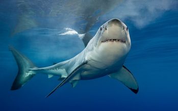 New Study on Shark Attack Media Coverage Shows Increasing use of the Phrase “Shark Bite”