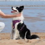 PAWAii Dog Harness A New Way to Walk Your Dog Without Fear of Loss