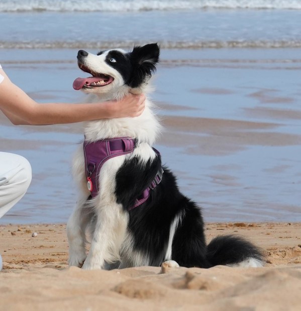Usage scenario of dog harness