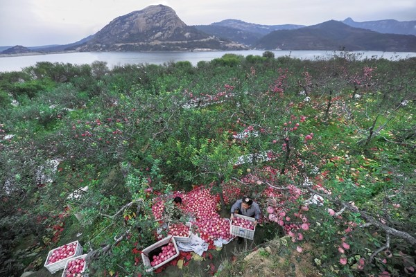 Apples enjoy a great harvest season, where fruit farmers are busy with picking apples.Photo/Gao Yuan