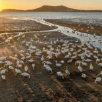 Best season for enjoying whooper swans arrives in Weihai