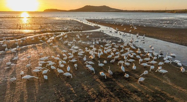 Whooper Swans in Weihai