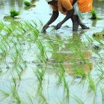 World’s leading food & farming businesses launch action plan to scale regenerative farming, warning speed of progress ‘must triple’ to tackle the impacts of climate change