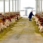 Xincheng County: Great cattle industry makes rural revitalization greater