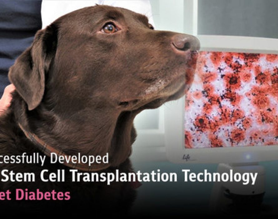 CUVET Successfully Developed the First Stem Cell Transplantation Technology to Treat Pet Diabetes