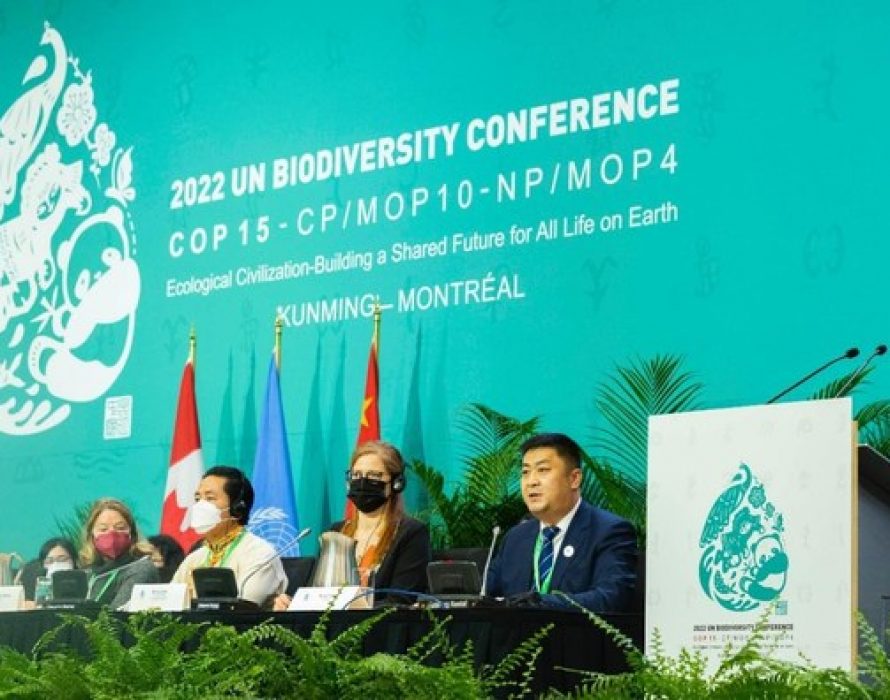 Xinhua Silk Road: Chinese dairy giant Yili presents biodiversity conservation efforts at COP15