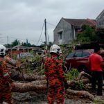 Teenage girl dies after being crushed by fallen tree