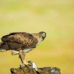 Tech4Nature partners announce project to study impact of tourism on biodiversity in Spain