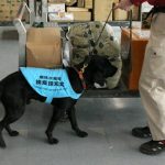 Foreign national arrested on suspicion of illegally importing livestock products into Japan using international mail