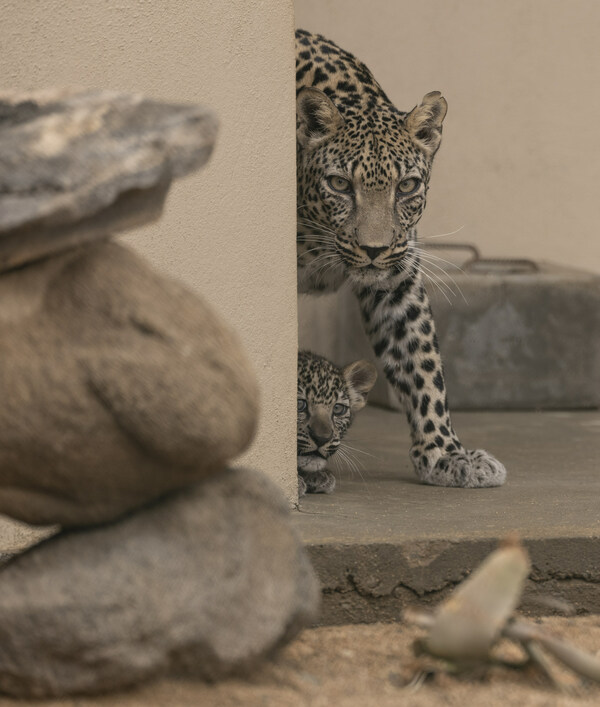 Arabian Leopards are seen at the Royal Commission for AlUla's Arabian Leopard Breeding Centre in Taif, Saudi Arabia. Four cubs have been born at the breeding centre within the past two years. David Chancellor / RCU